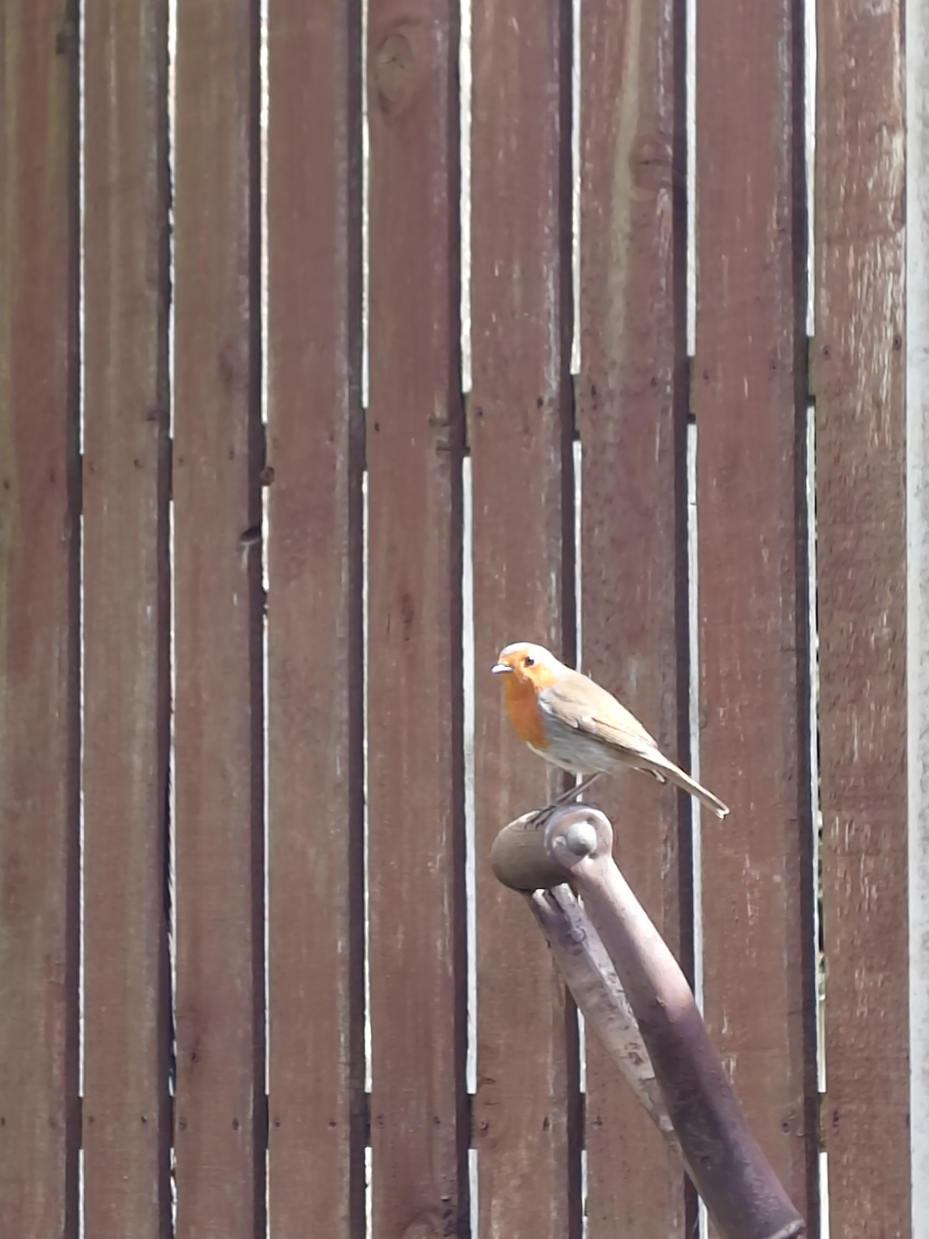 In the garden and veg plot
