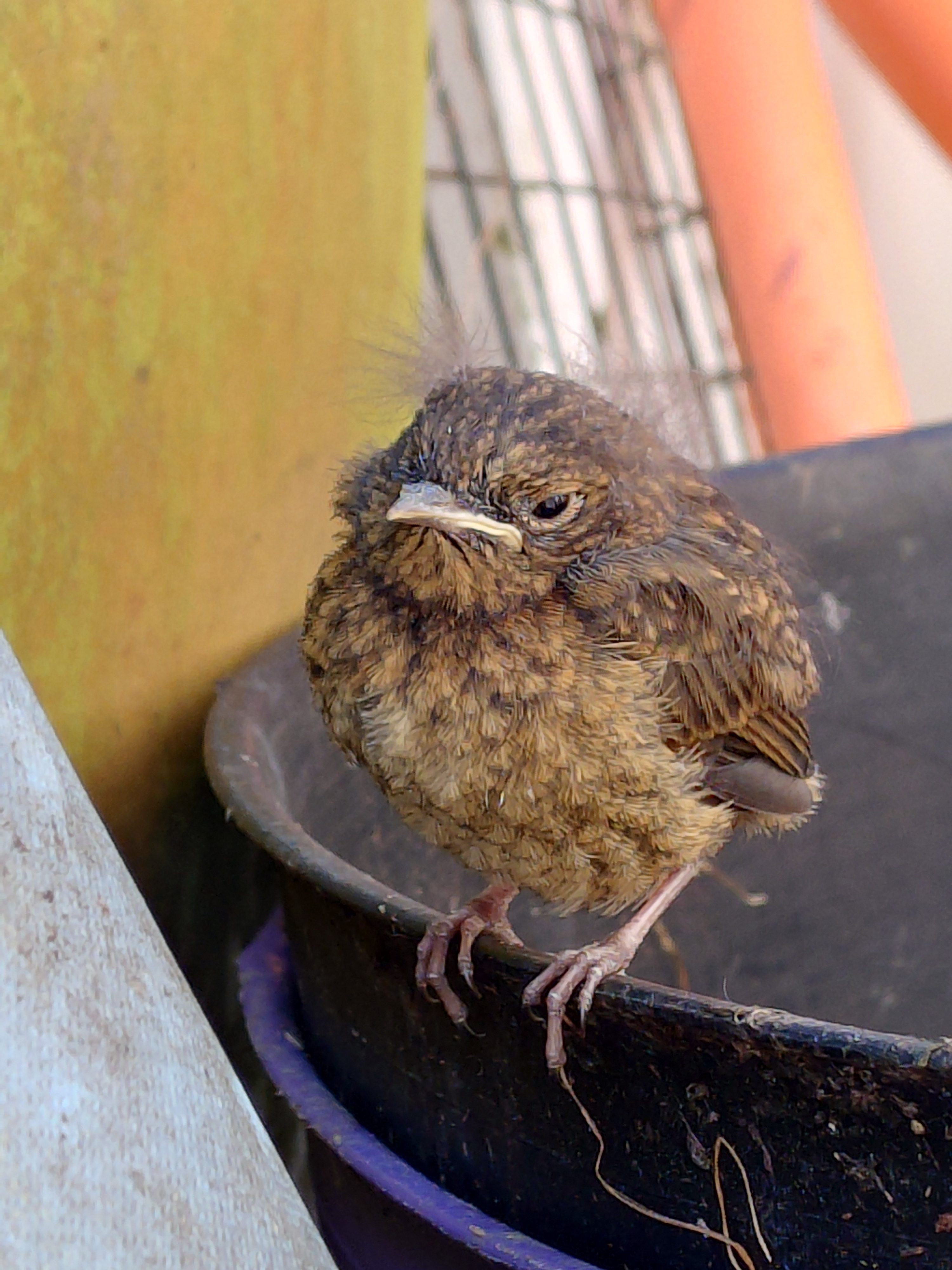 Fledgling update