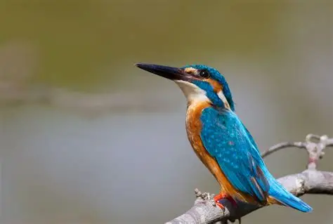 Kingfisher Trail